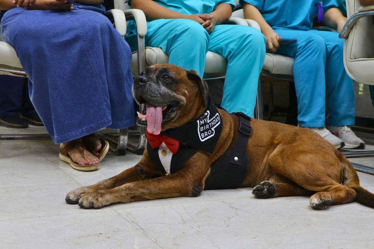 Beating the Odds: Conan’s Courageous Journey to 2 Years Cancer-Free