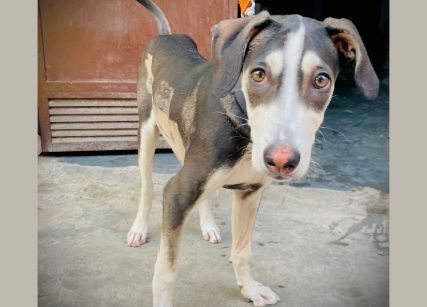 Buni’s Battle: From Stray Pup to Strong Survivor